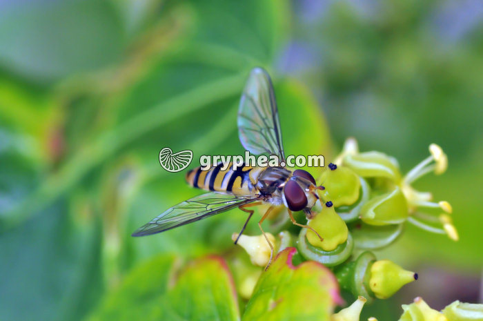 Syrphe butinant une fleur de Vigne (Episyrphus balteatus) - gryphea.org